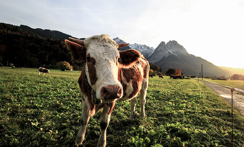 中国民俗文化中的牛